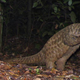 Illustration for article titled Our favorite photographs from this years BBC Camera-trap Photo of the Year competition